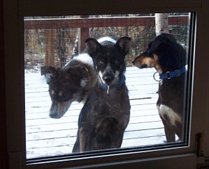 Buddy, Kiva and Koidern at the door