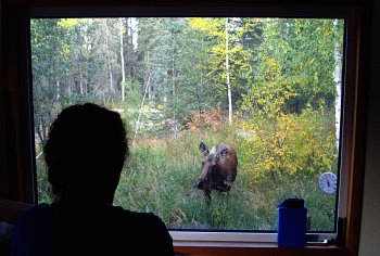 Cow moose out west window