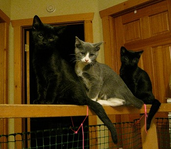 Three kitties on the railing