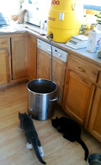 Sparging with kittens