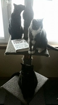 Cats on the cat tree