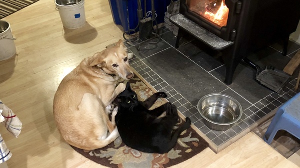 Monte and Tallys enjoing the wood stove