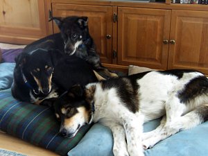 Two beds, three dogs