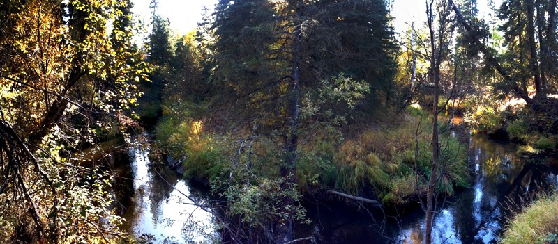 Goldstream Creek around the back cabin