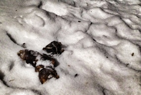 Turds in snow